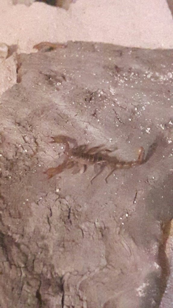 Paruroctonus Boreus (Northern Scorpion in Canada)