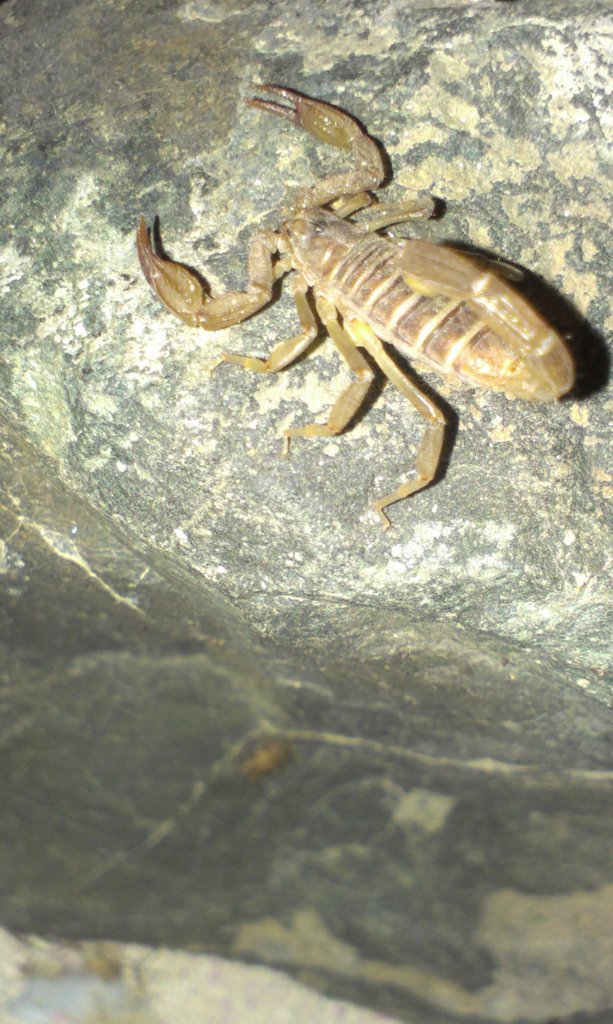 Paruroctonus Boreus (Northern Scorpion)