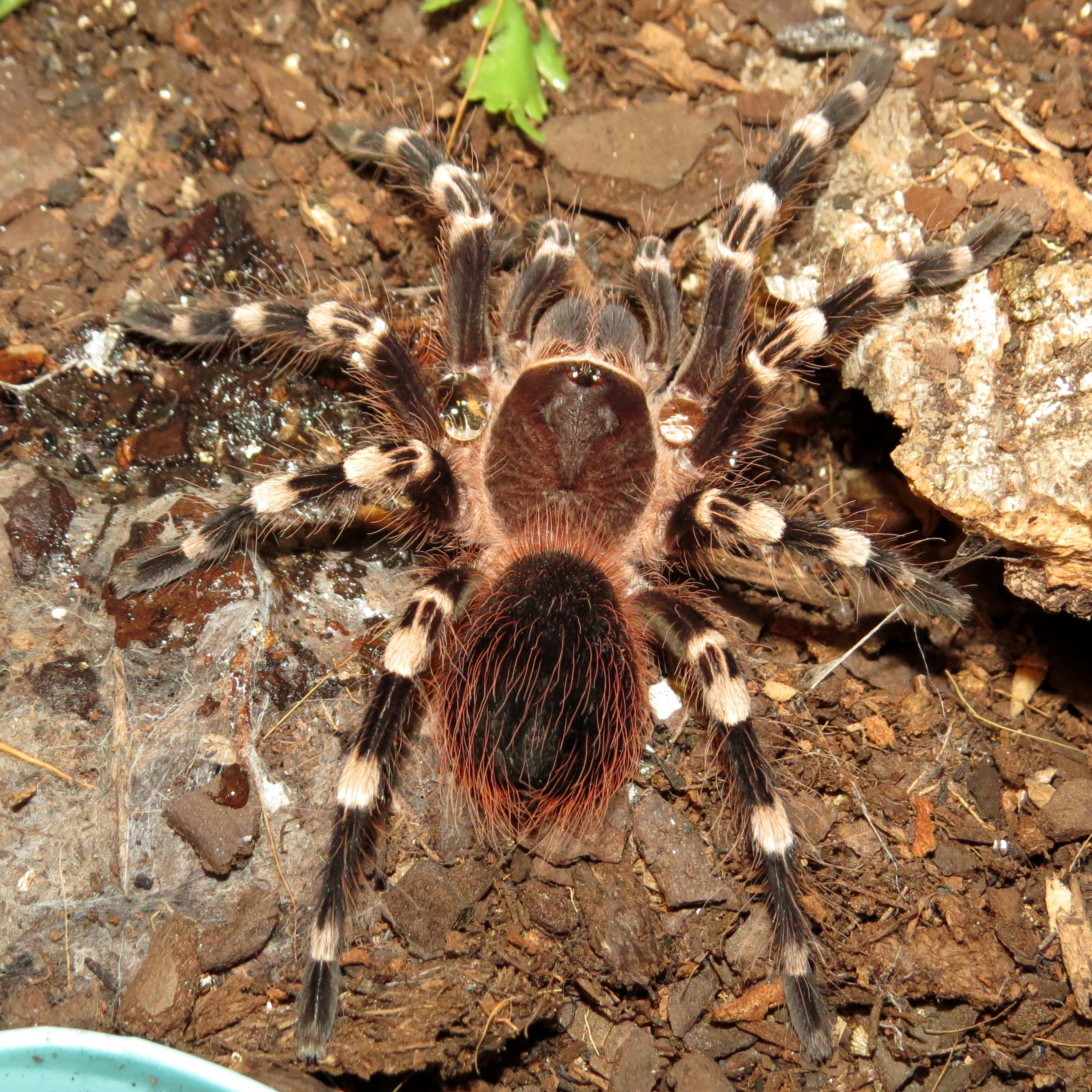 Pauldrons (♂ Acanthoscurria geniculata 3.5")