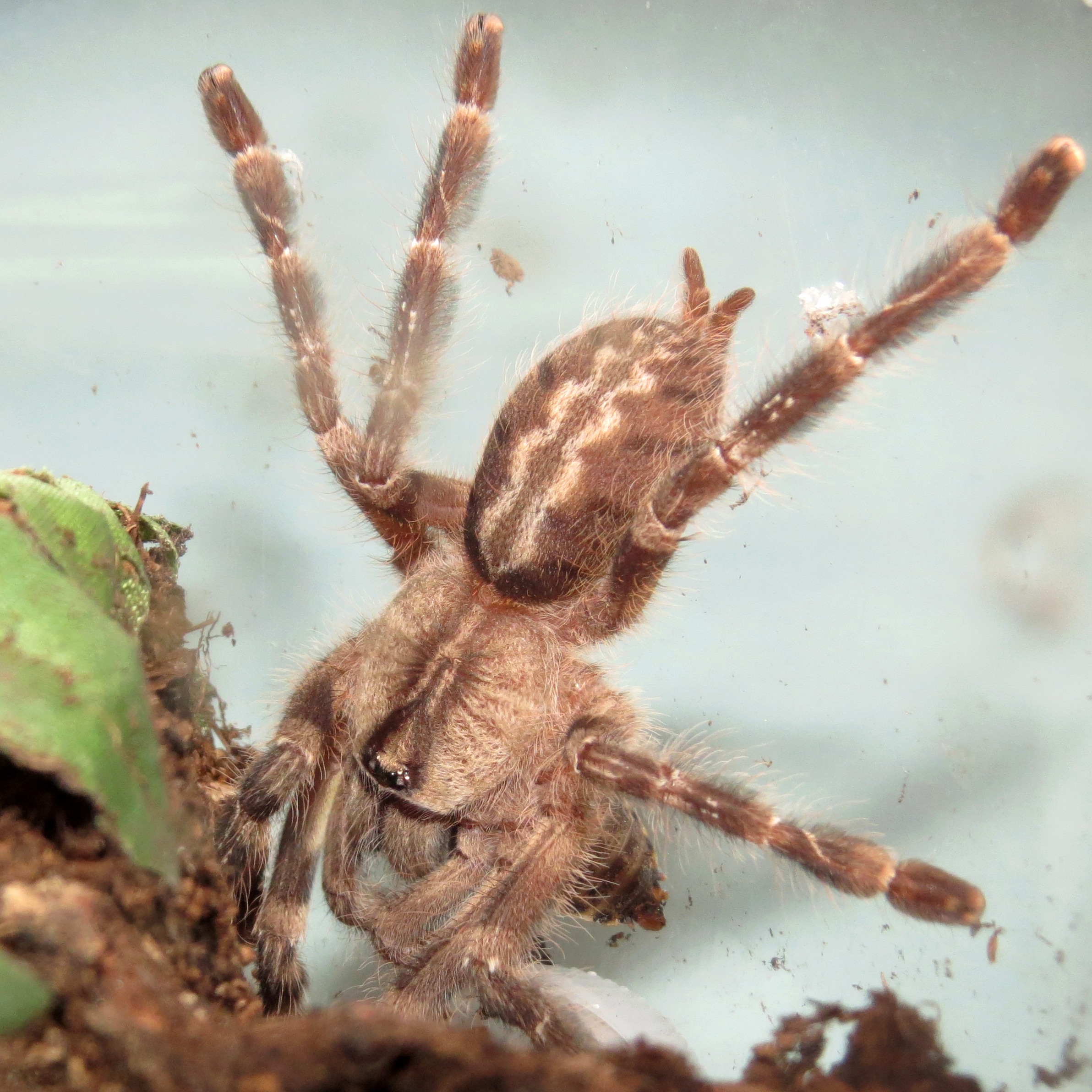 Pavlov's Bell (♂ Poecilotheria regalis 3")