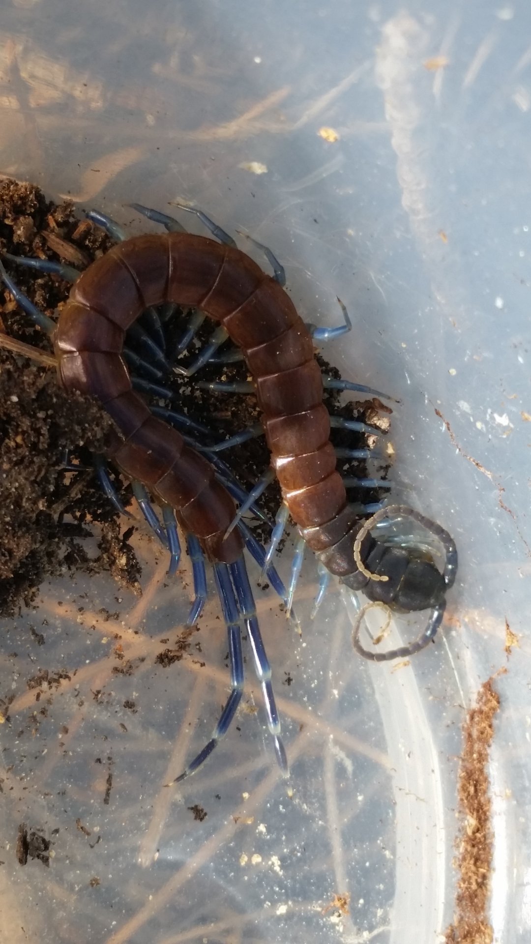 Pede ID?