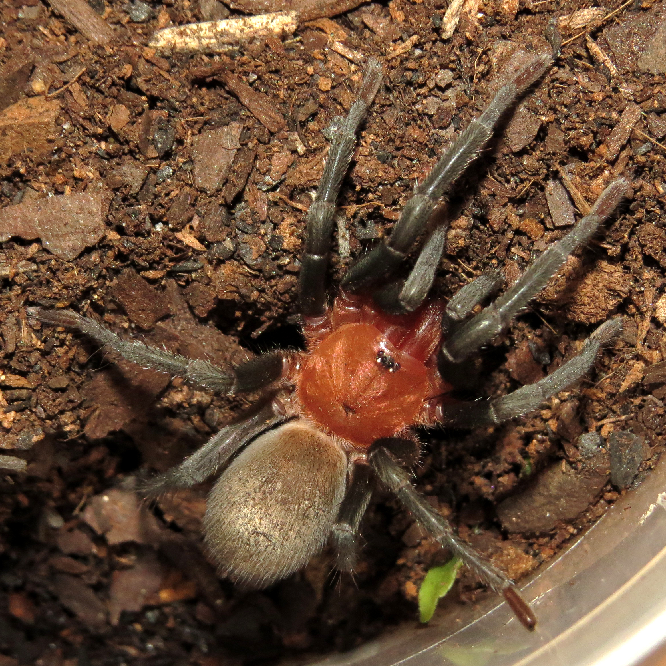 Pele (♂ Bumba horrida 2.25")