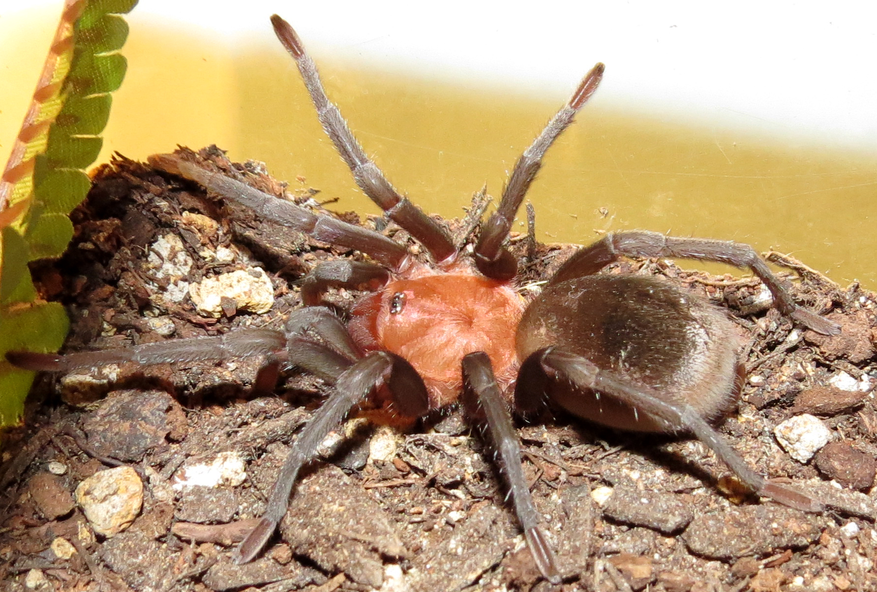 Pele (♂ Bumba horrida 2.25")