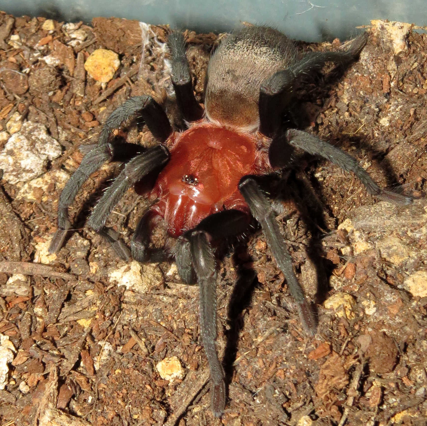 Pele (♂ Bumba horrida 3")