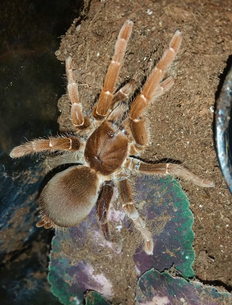 Pelinobius muticus Sub-Adult Female