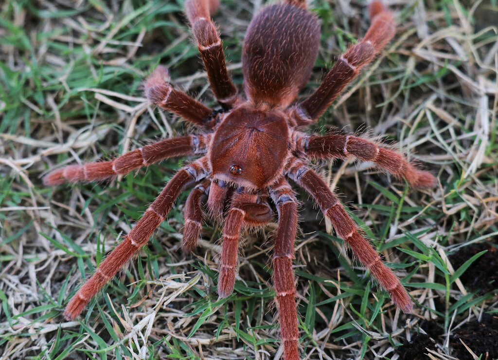 Pelinobius muticus