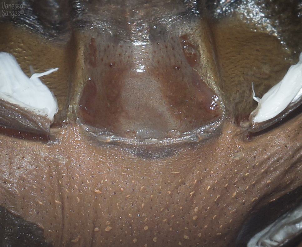 Penultimate Male Brachypelma albopilosum - 5"