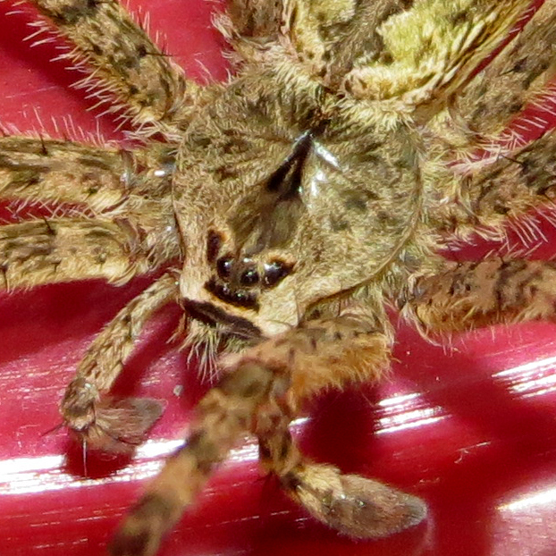 Penultimate Male Dolomedes albineus