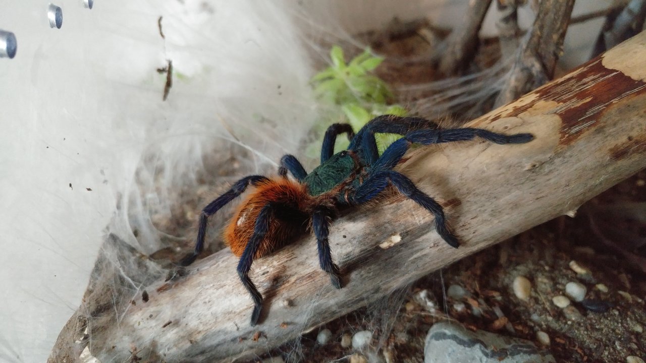 Penultimate Male GBB