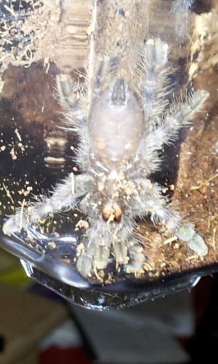 peocilotheria regalis sling