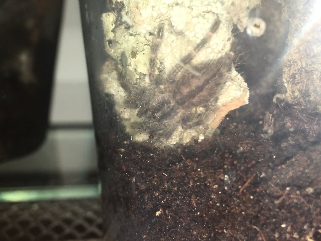 Pet Store Tarantula #2