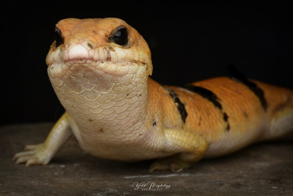 peters banded skink