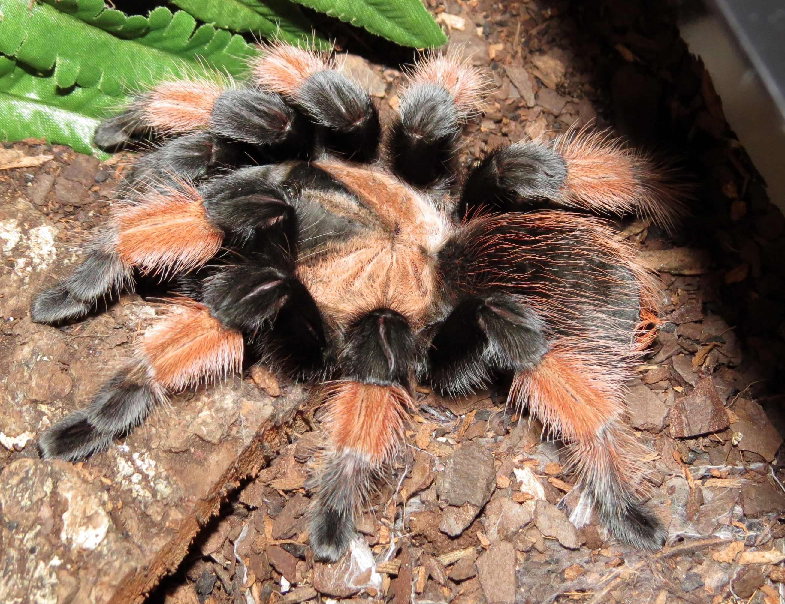 Petra (♀ Brachypelma emilia 4.5")