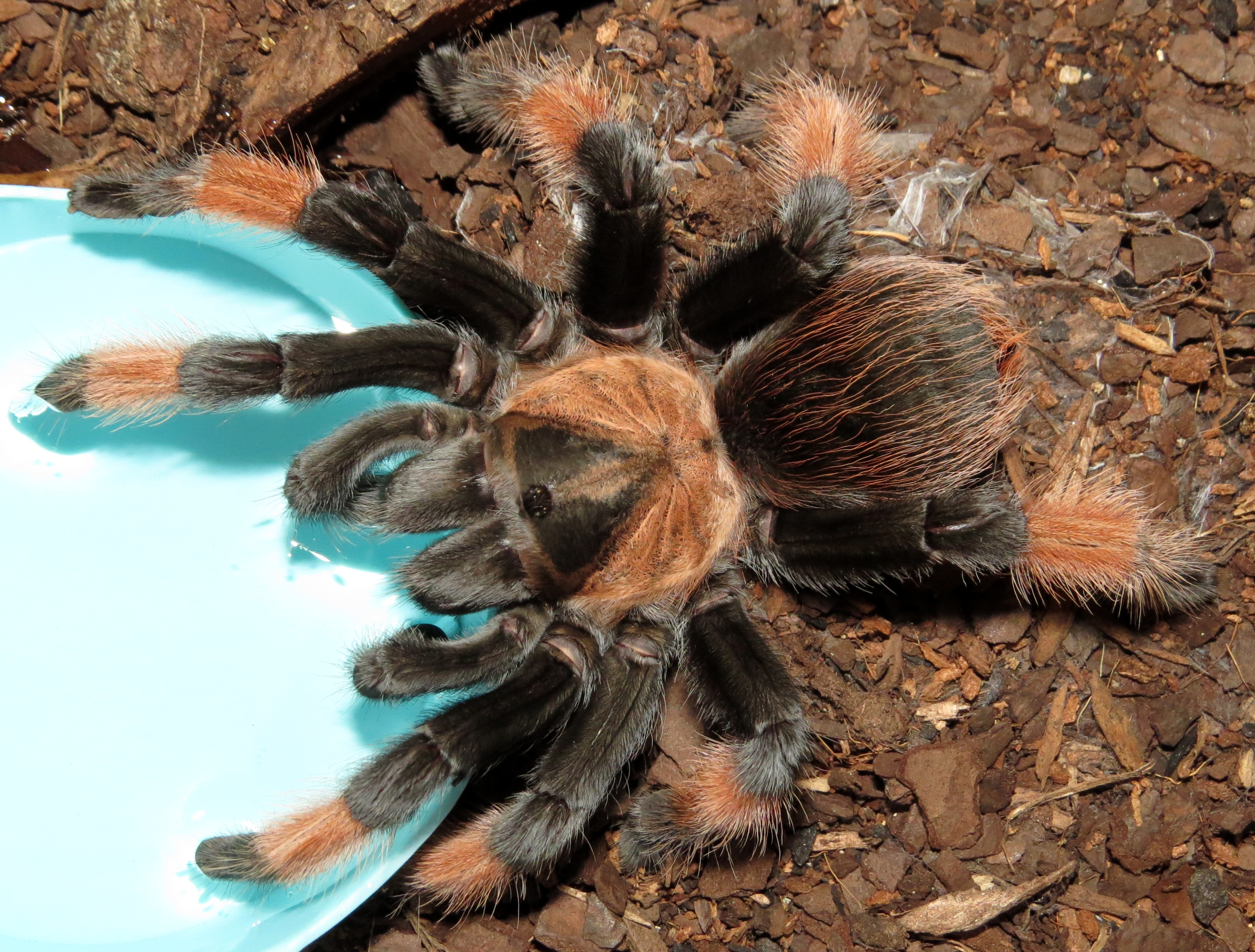 Petra Makes a Big Splash (♀ Brachypelma emilia 4.5")