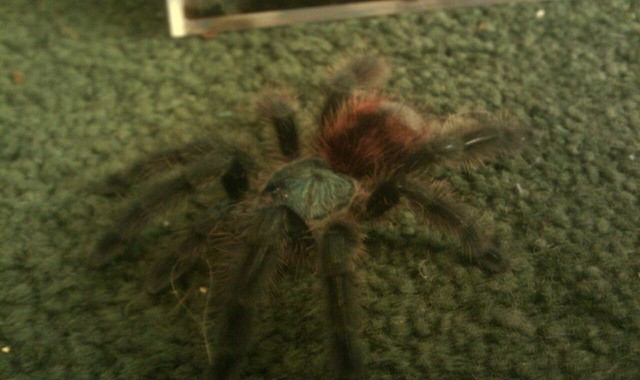 Pets Of Mine And My Boyfriend