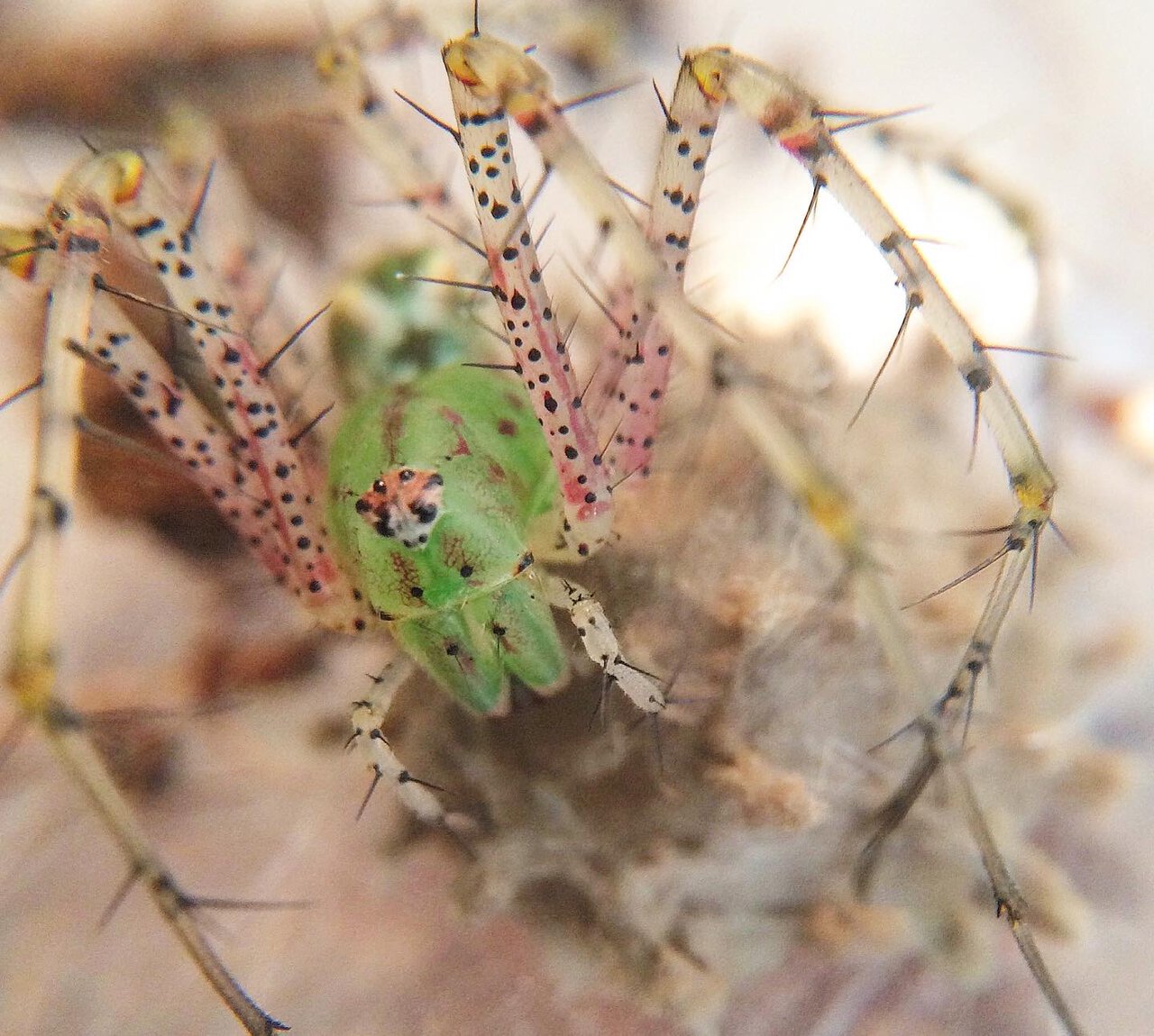 Peucetia viridans