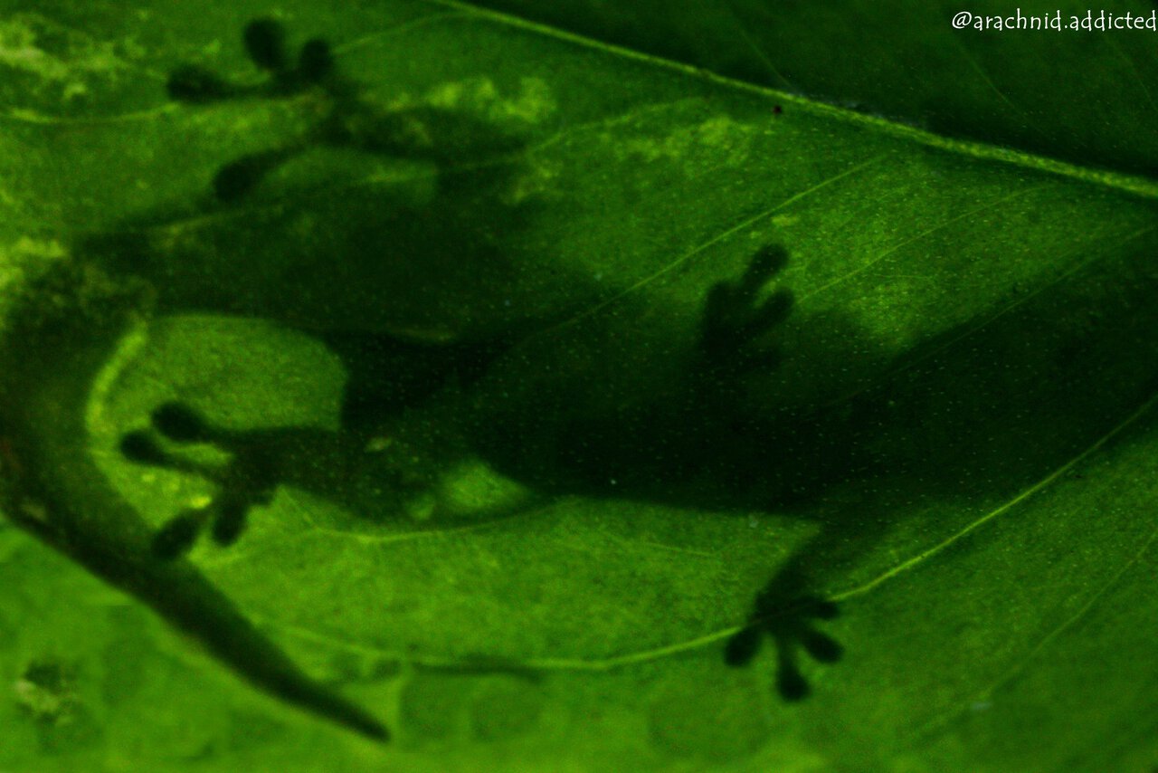 Phelsuma quadriocellata.