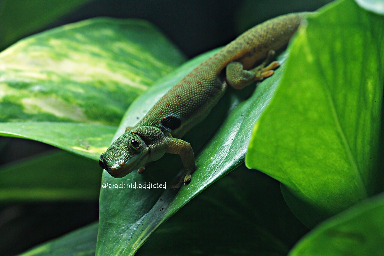 Phelsuma quadriocellata.