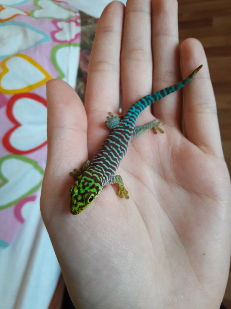 Phelsuma Standingi :3