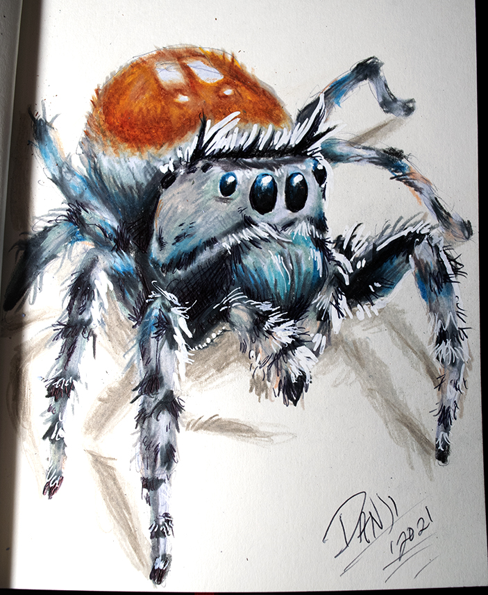 Phidippus adumbratus