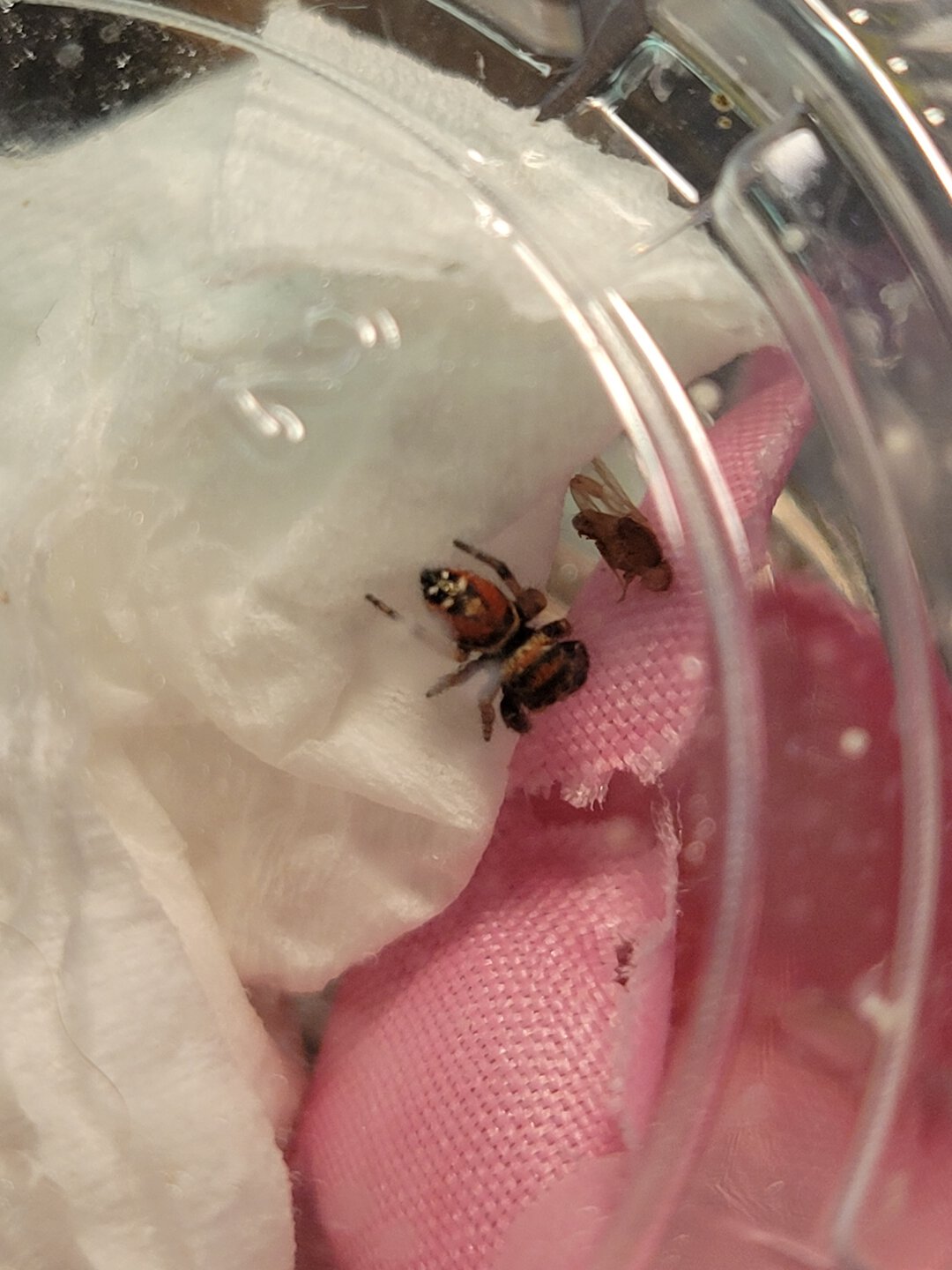 Phidippus apacheanus