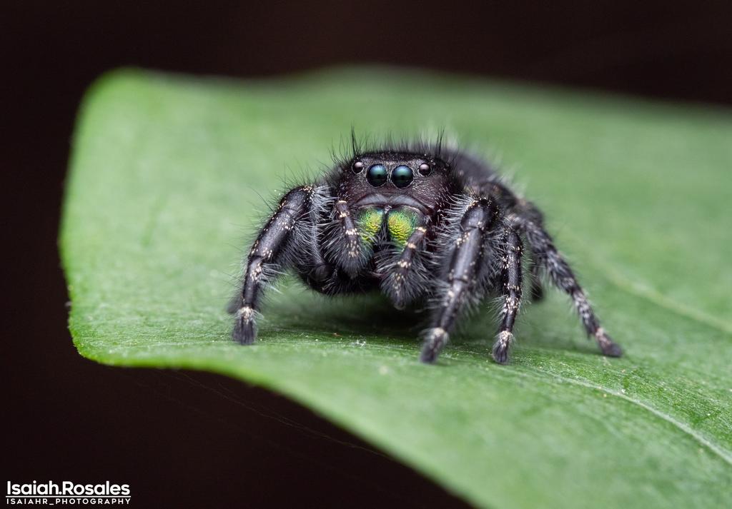 Phidippus audax - Adult female