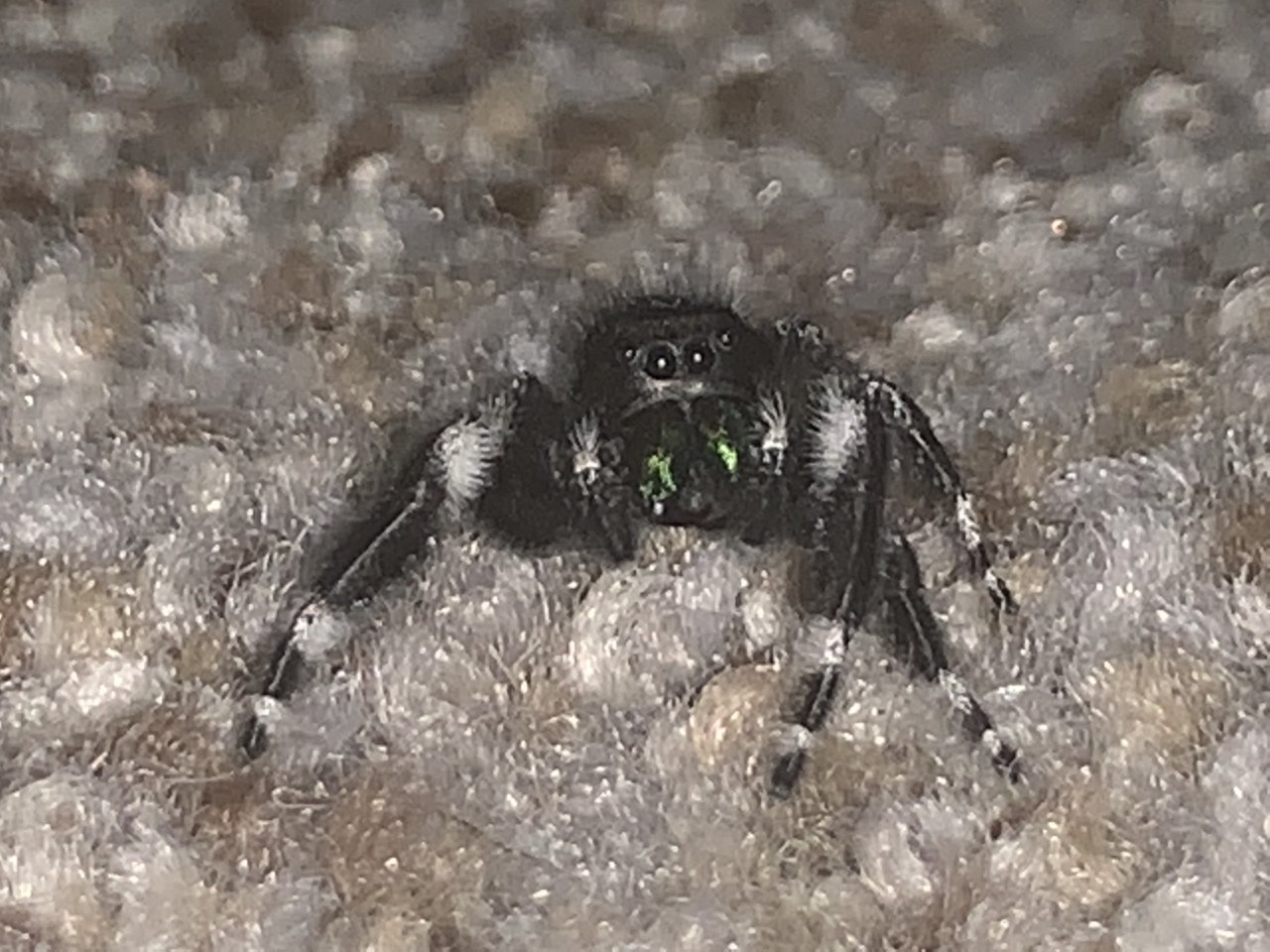 Phidippus audax saved from death by a jack in the box employee.