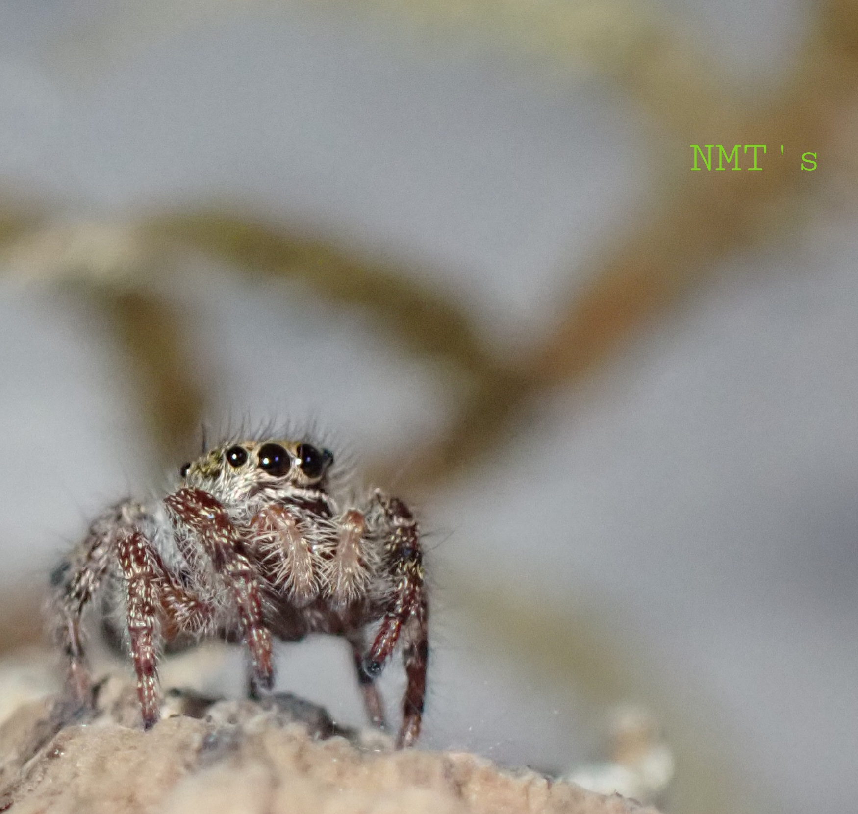 Phidippus audax sling - Orion