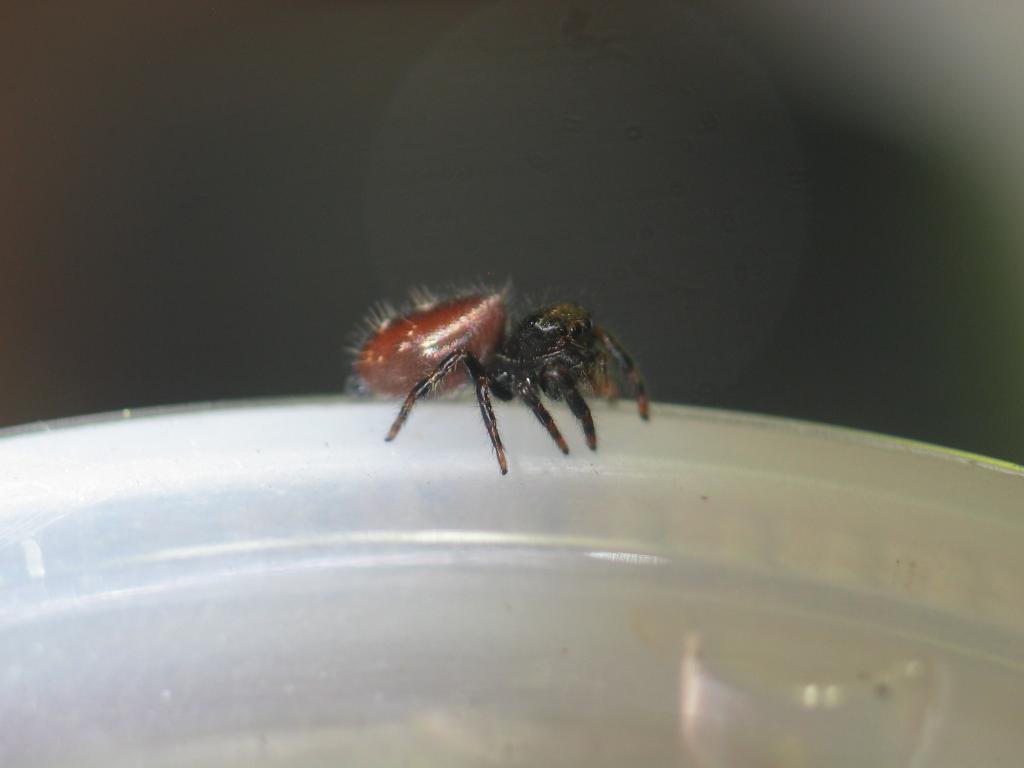 Phidippus audax