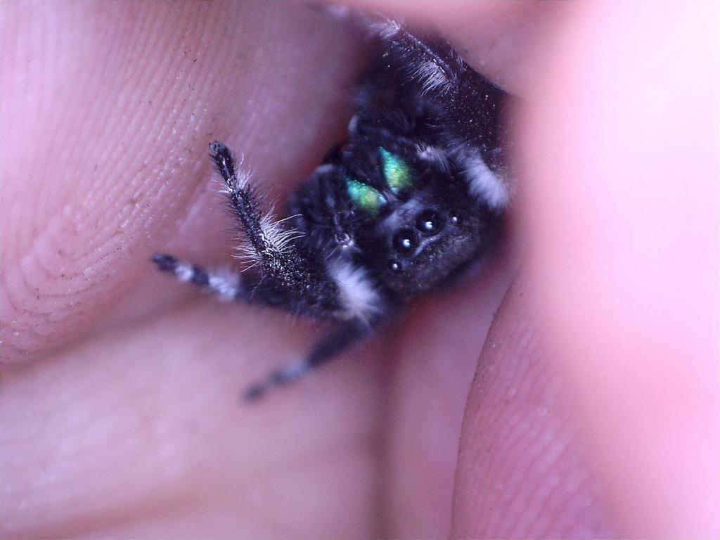 Phidippus audax