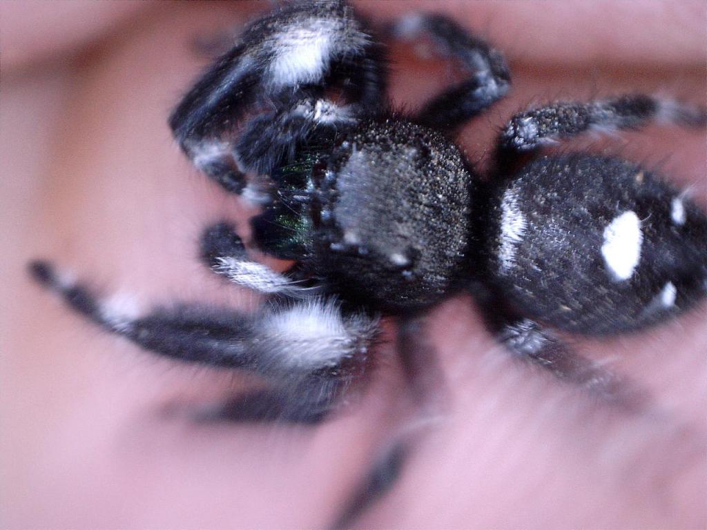 Phidippus audax