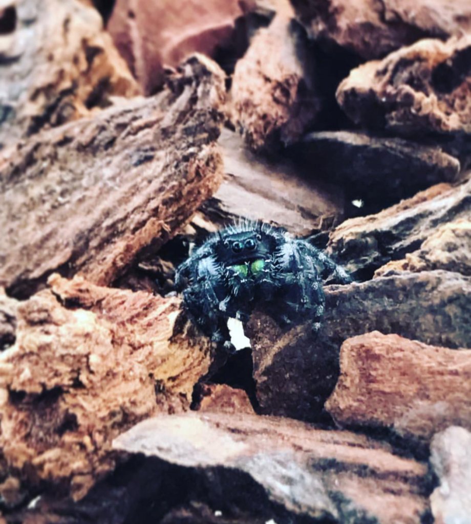 Phidippus audax