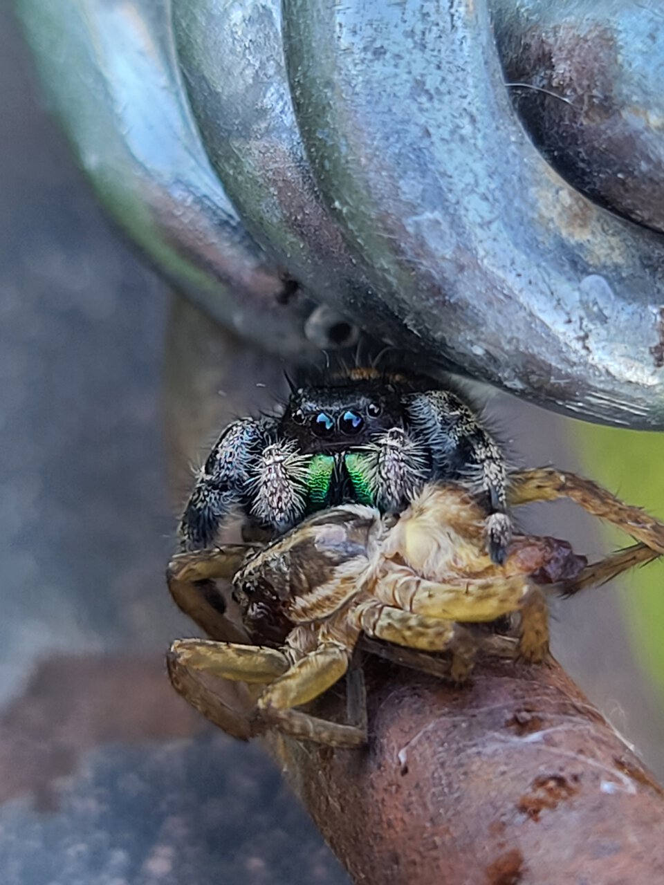 Phidippus audax