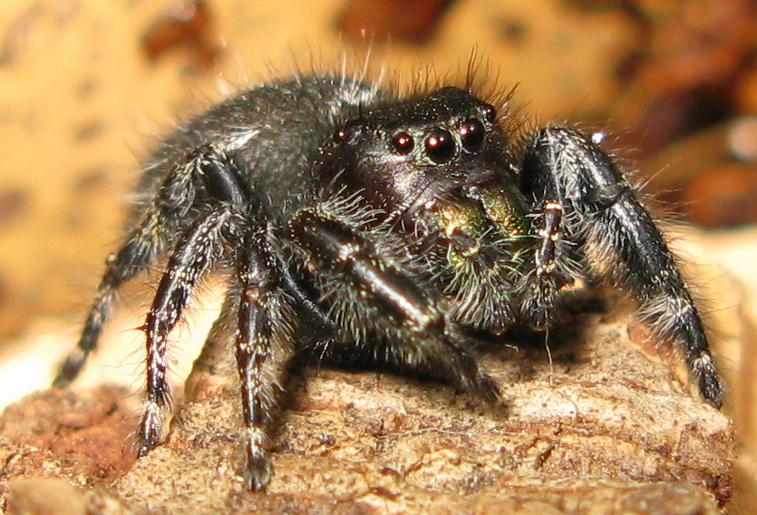 Phidippus audax