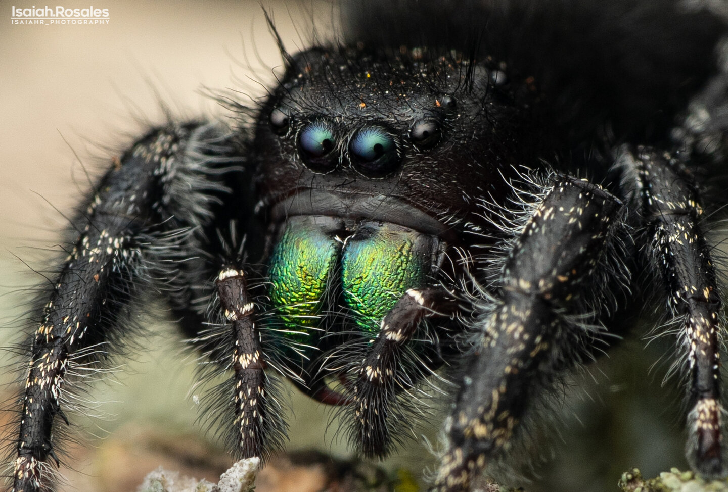 Phidippus audax