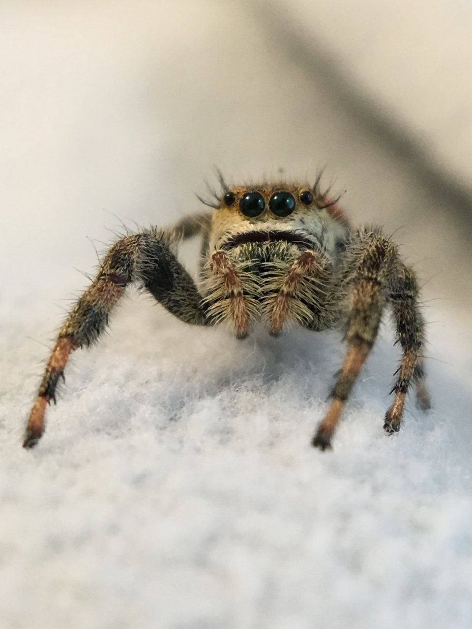 Phidippus clarus