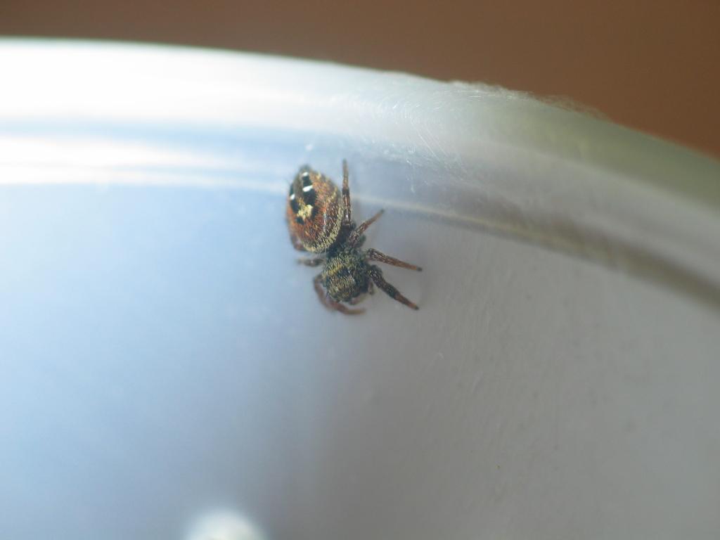 Phidippus johnsoni