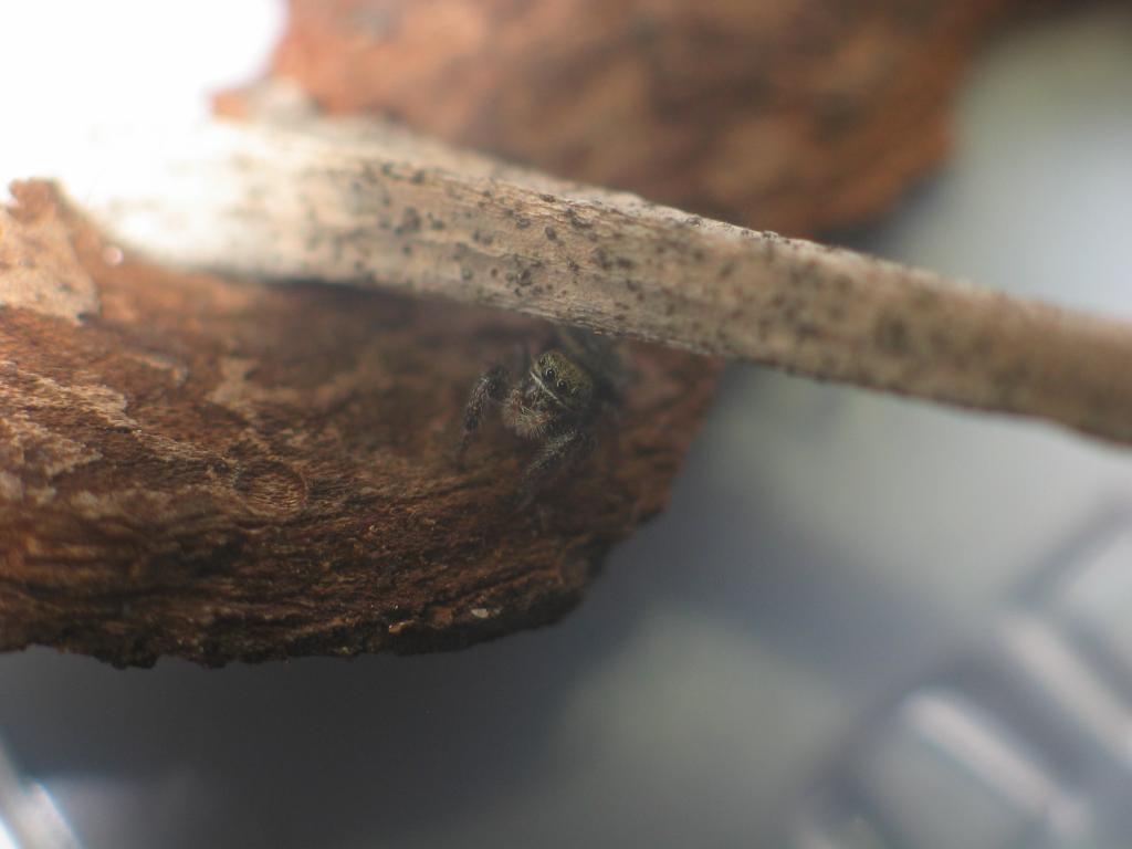 Phidippus johnsoni