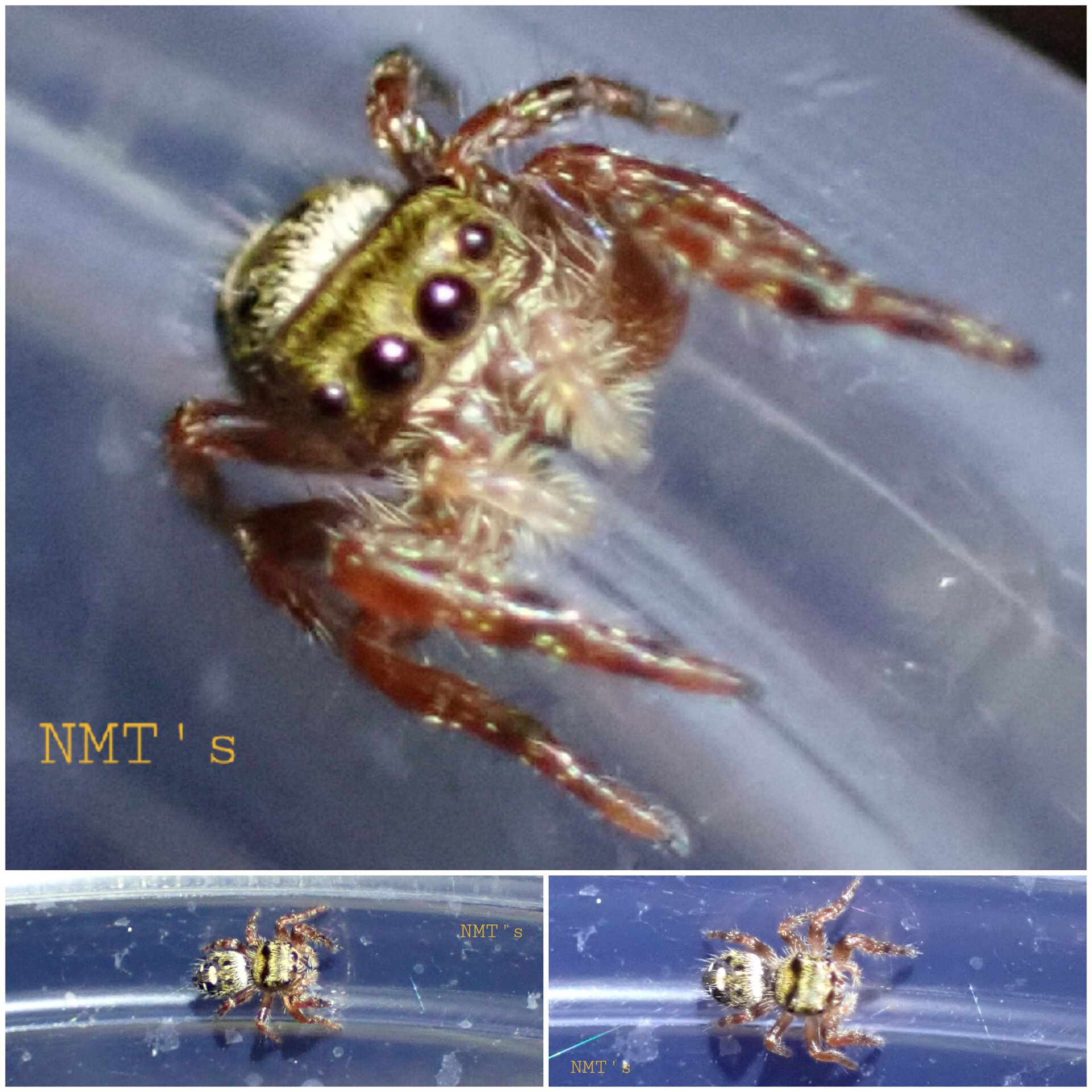 Phidippus jumper species - Orion