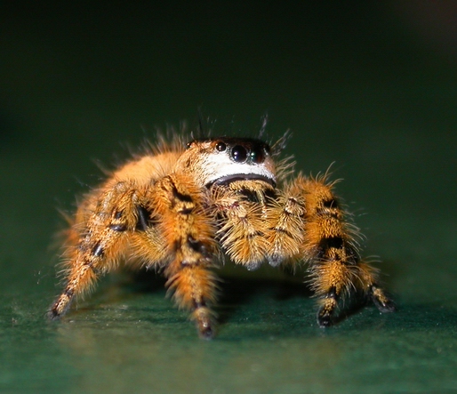 Phidippus otiosus female