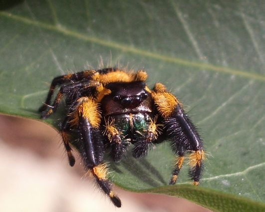 Phidippus otiosus male