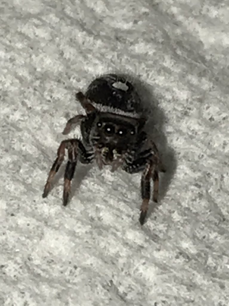 Phidippus Otiosus