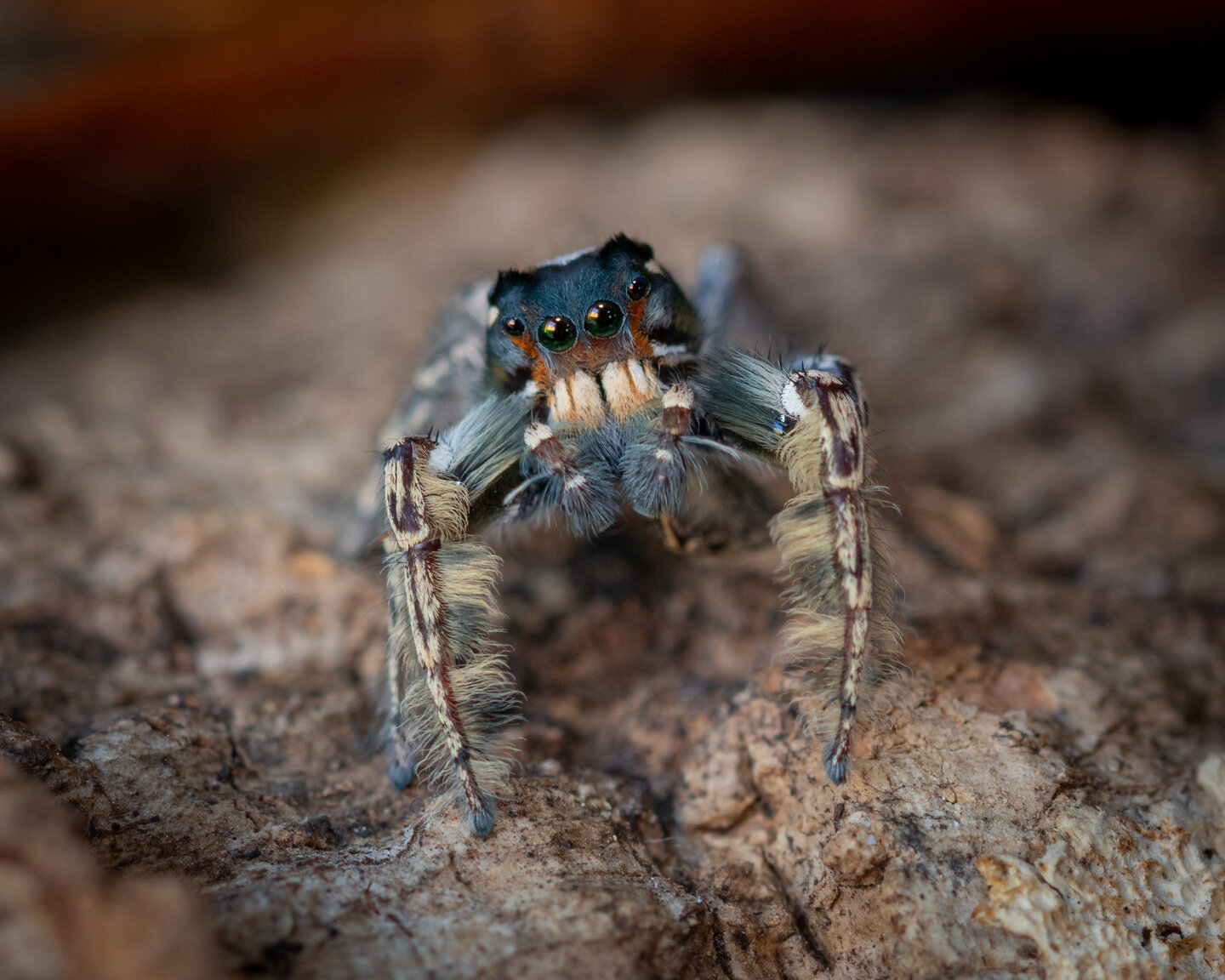 Phidippus putnami