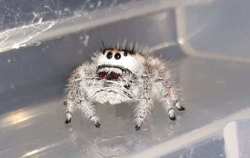 Phidippus regius AF