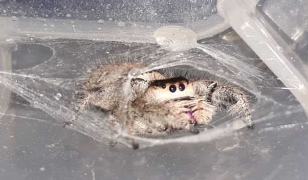 Phidippus regius AF