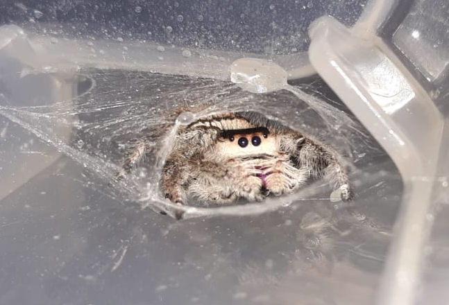 Phidippus regius AF