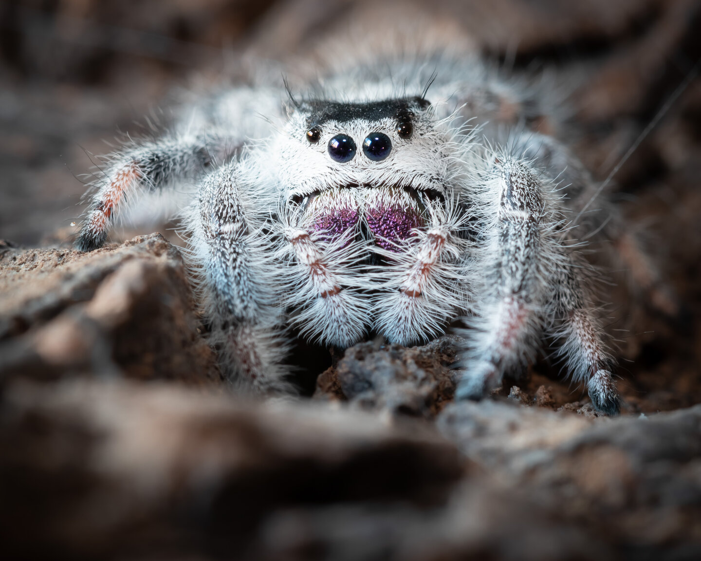 Phidippus regius female