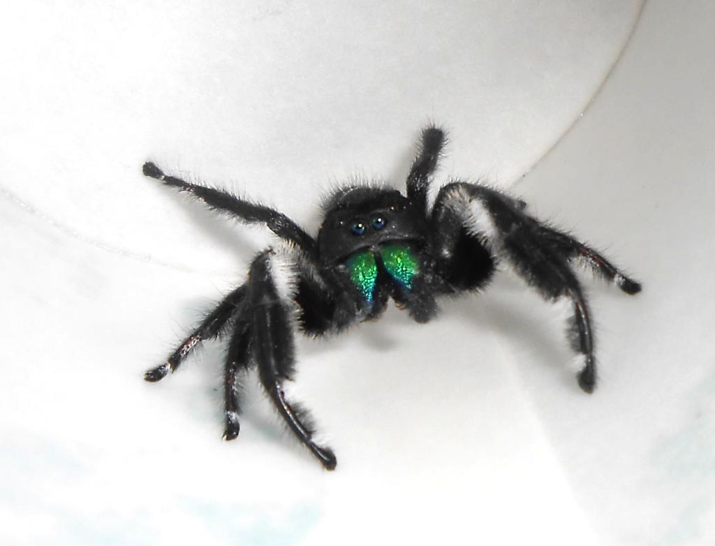 Phidippus regius - male