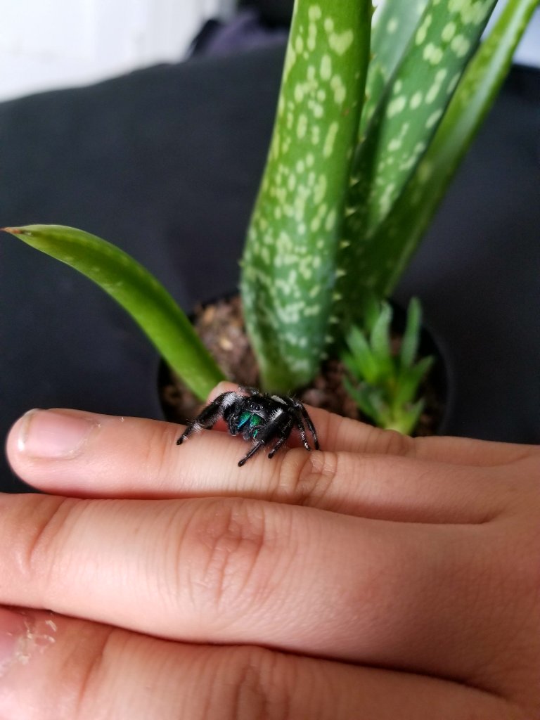 phidippus regius male