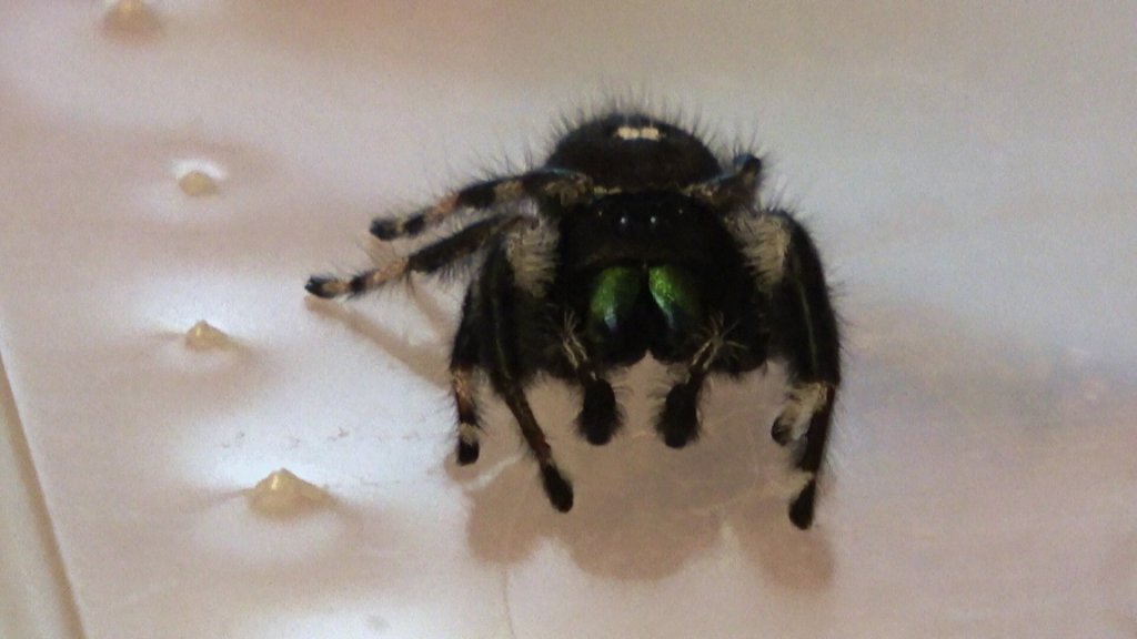 Phidippus regius MM